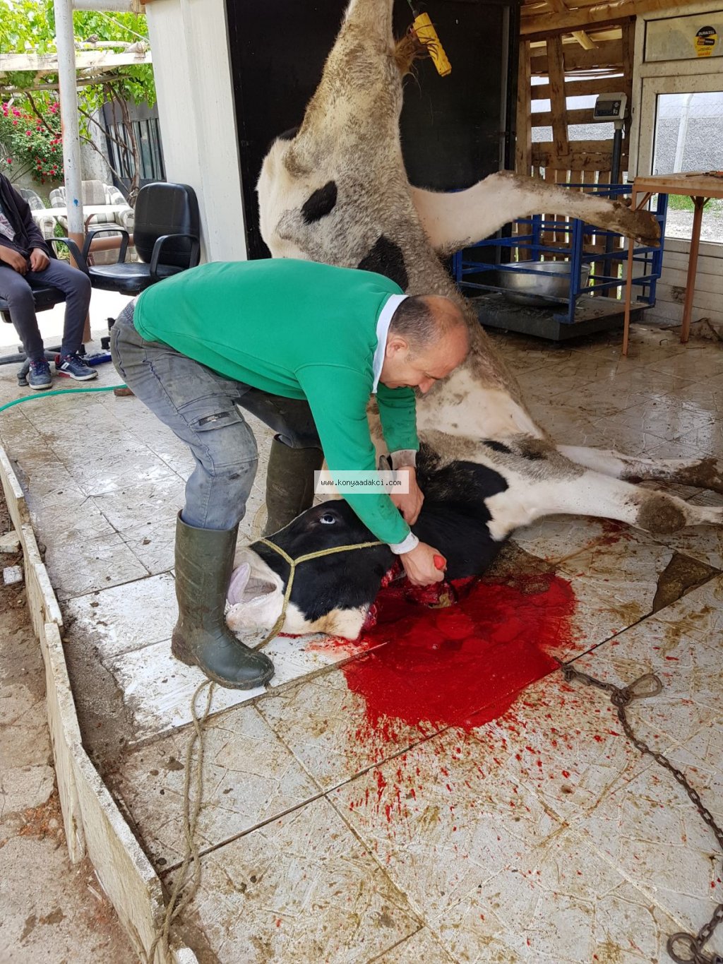 Konya adaklık koyun