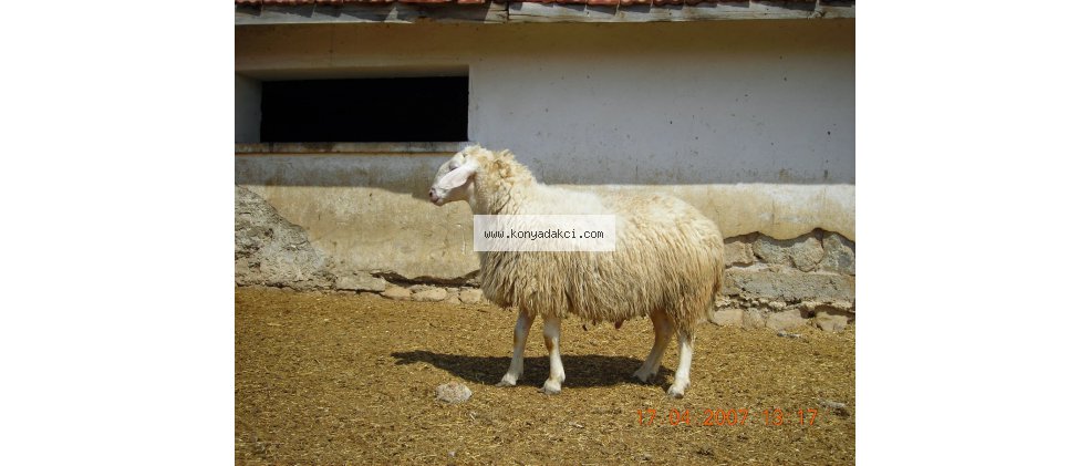 Hemşin Koyun Türü
