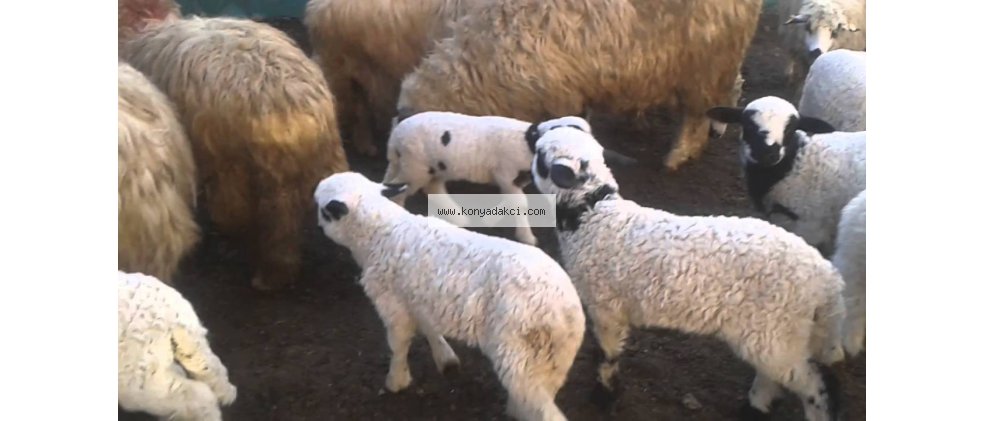 Kangal Koyun Türü