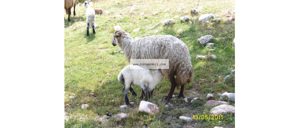 Karakaya Koyun Türü