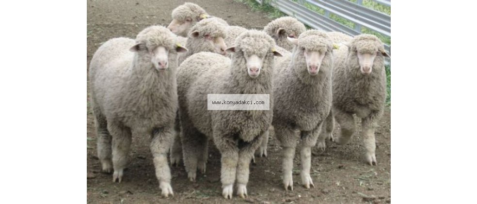 Konya Merinos Türü